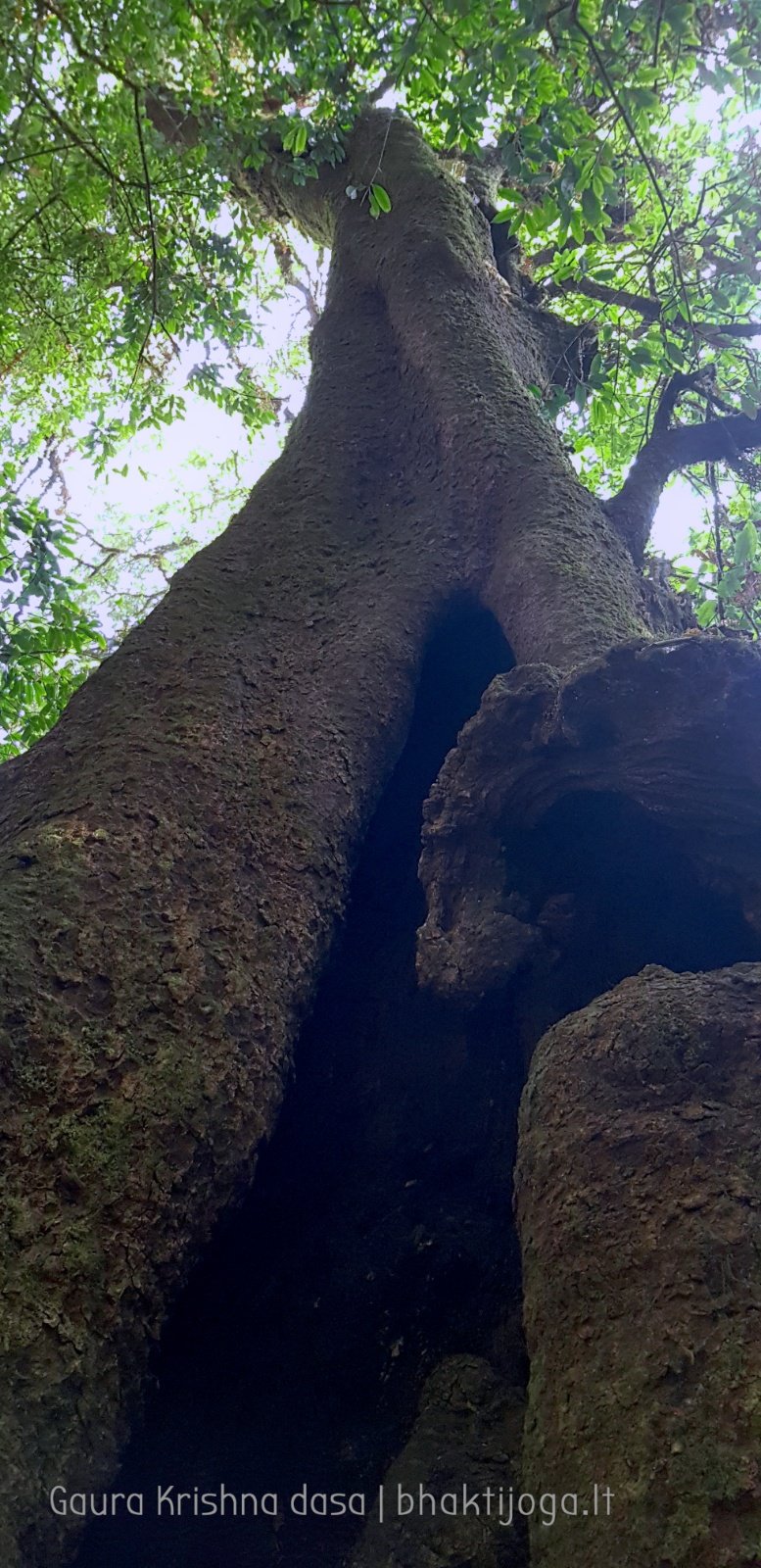  Trees. Shivapuri mountain. Kathmandu. 2019.01.15